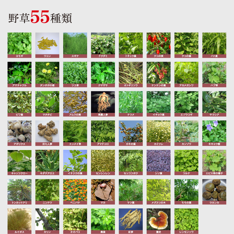 野草55種類